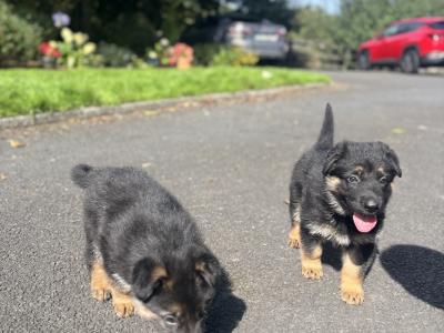 Purebred German Shepherd puppies in Clare
