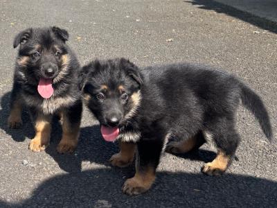 Purebred German Shepherd puppies in Clare