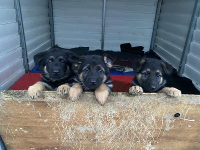 Purebred German Shepherd puppies in Clare