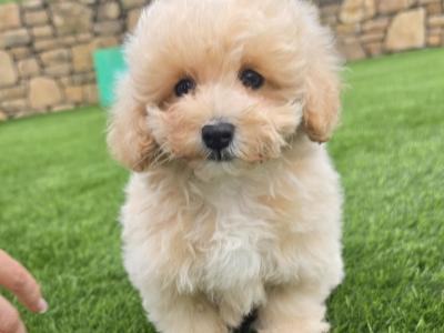 Stunning Maltipoo puppies in Limerick