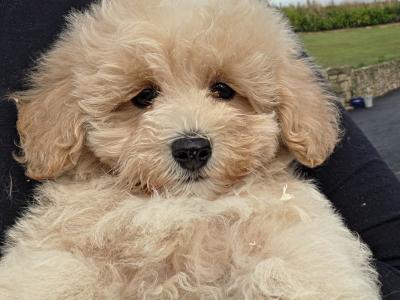 Stunning Maltipoo puppies in Limerick