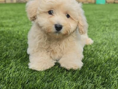 Stunning Maltipoo puppies in Limerick