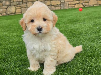 Stunning Maltipoo puppies in Limerick