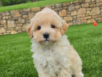 Stunning Maltipoo puppies in Limerick