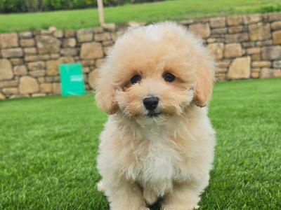 Stunning Maltipoo puppies in Limerick