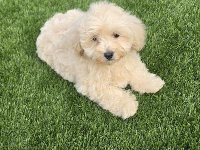 Stunning Maltipoo puppies in Limerick