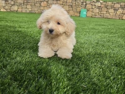 Stunning Maltipoo puppies in Limerick