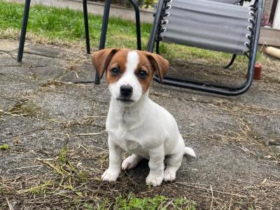 Female Jack Russell puppy + essentials in Tipperary