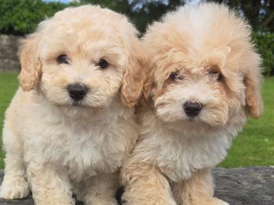 Poochon puppies in Wexford