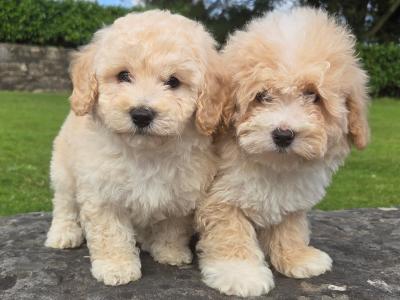 Poochon puppies (Poodle x Bichon Frise) in Wexford