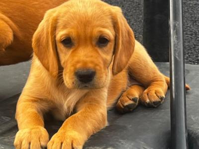 Cockador puppies (Cocker Spaniel x Labrador) in Kilkenny