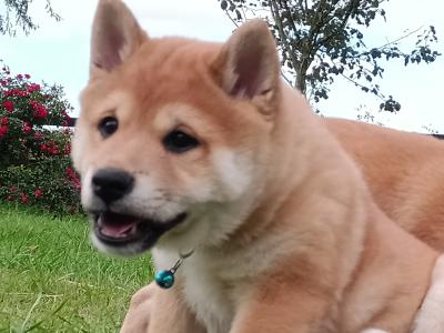 Shiba Inu puppies in Wexford - Nuri ❤️ Lyla 🖤 Kira 🩷 Kumo 💙kuma 💛 Teddy 💚on hold