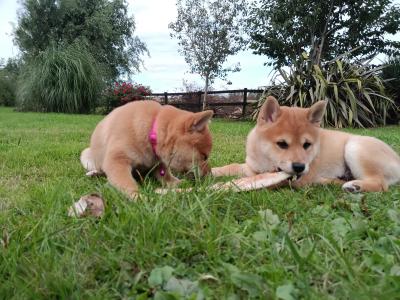 Shiba Inu puppies in Wexford - Nuri ❤️ Lyla 🖤 Kira 🩷 Kumo 💙kuma 💛 Teddy 💚on hold