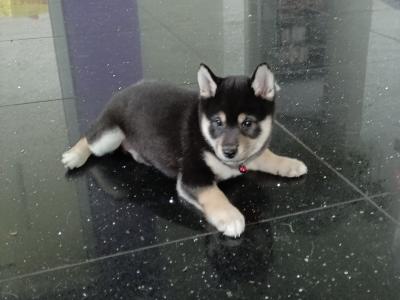 Shiba Inu puppies in Wexford - Nuri ❤️ Lyla 🖤 Kira 🩷 Kumo 💙kuma 💛 Teddy 💚on hold