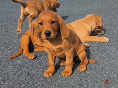 Cockador puppies (Cocker Spaniel x Labrador) in Kilkenny
