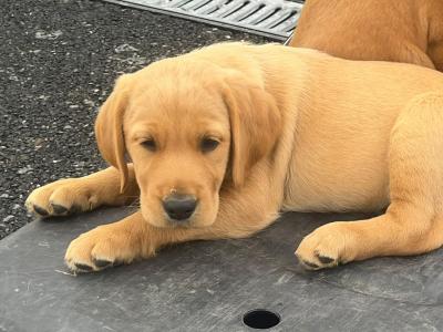 Cockador puppies (Cocker Spaniel x Labrador) in Kilkenny