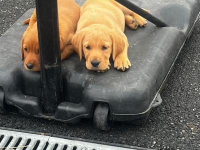 Cockador puppies (Cocker Spaniel x Labrador) in Kilkenny