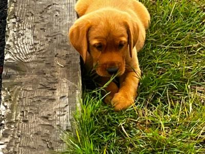 Cockador puppies (Cocker Spaniel x Labrador) in Kilkenny