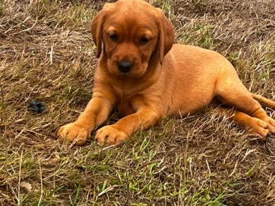 Cockador puppies (Cocker Spaniel x Labrador) in Kilkenny