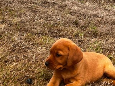 Cockador puppies (Cocker Spaniel x Labrador) in Kilkenny
