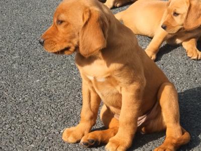 Cockador puppies (Cocker Spaniel x Labrador) in Kilkenny