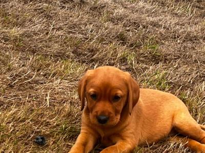Cockador puppies (Cocker Spaniel x Labrador) in Kilkenny