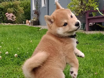 Shiba Inu puppies in Wexford - Nuri ❤️ Lyla 🖤 Kira 🩷 Kumo 💙kuma 💛 Teddy 💚on hold