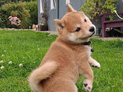 Shiba Inu puppies in Wexford - Nuri ❤️ Lyla 🖤 Kira 🩷 Kumo 💙kuma 💛