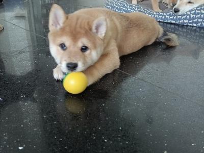 Shiba Inu puppies in Wexford - Nuri ❤️ Lyla 🖤 Kira 🩷 Kumo 💙kuma 💛 Teddy 💚on hold