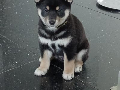 Shiba Inu puppies in Wexford - Nuri ❤️ Lyla 🖤 Kira 🩷 Kumo 💙kuma 💛 Teddy 💚on hold