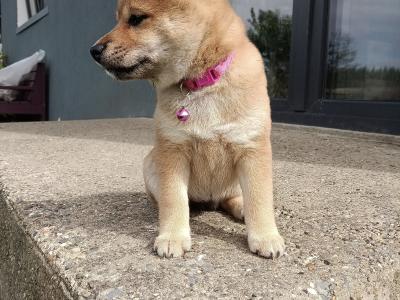 Shiba Inu puppies in Wexford - Nuri ❤️ Lyla 🖤 Kira 🩷 Kumo 💙kuma 💛 Teddy 💚on hold