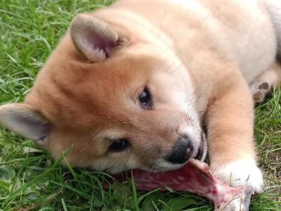 Shiba Inu puppies in Wexford - Nuri ❤️ Lyla 🖤 Kira 🩷 Kumo 💙kuma 💛 Teddy 💚on hold