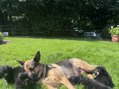 Purebred German Shepherd puppies in Clare