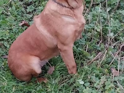 5 beautiful IKC Registered (pending) Labrador puppies 3 male 2 females in Laois