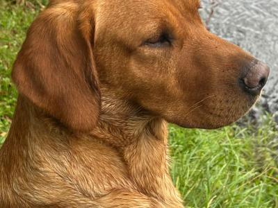 5 beautiful IKC Registered (pending) Labrador puppies 3 male 2 females in Laois