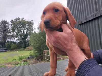 5 beautiful IKC Registered (pending) Labrador puppies 3 male 2 females in Laois