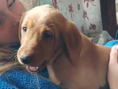 5 beautiful IKC Registered (pending) Labrador puppies 3 male 2 females in Laois