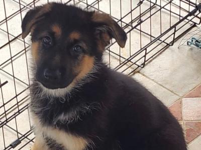 Purebred Straight Back German Shepherd puppies in Clare - Fido & Europetnet registered