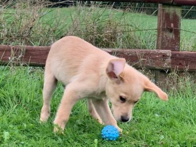 Beautiful Family-raised Goldador (Golden Retriever x Labrador) puppies in Cavan