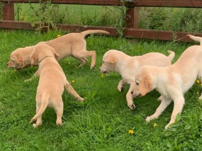 Beautiful Family-raised Goldador (Golden Retriever x Labrador) puppies in Cavan