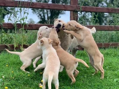 Beautiful Family-raised Goldador (Golden Retriever x Labrador) puppies in Cavan