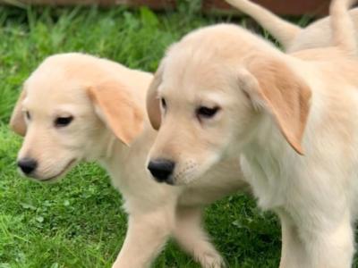 Beautiful Family-raised Goldador (Golden Retriever x Labrador) puppies in Cavan