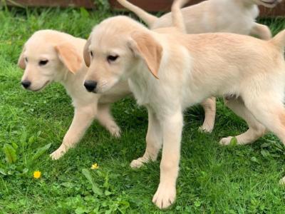 Beautiful Family-raised Goldador (Golden Retriever x Labrador) puppies in Cavan