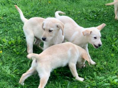 Beautiful Family-raised Goldador (Golden Retriever x Labrador) puppies in Cavan