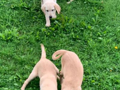 Beautiful Family-raised Goldador (Golden Retriever x Labrador) puppies in Cavan