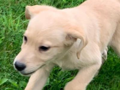 Beautiful Family-raised Goldador (Golden Retriever x Labrador) puppies in Cavan