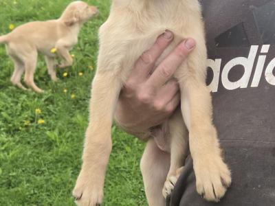 Beautiful Family-raised Goldador (Golden Retriever x Labrador) puppies in Cavan