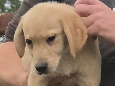 Beautiful Family-raised Goldador (Golden Retriever x Labrador) puppies in Cavan