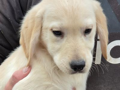 Beautiful Family-raised Goldador (Golden Retriever x Labrador) puppies in Cavan