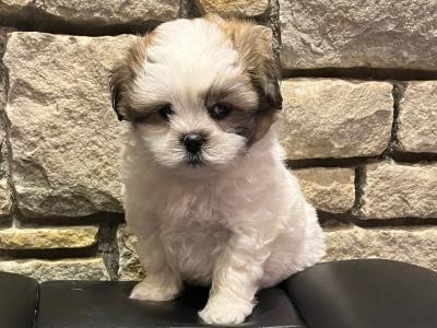 Maltese x pups Male available